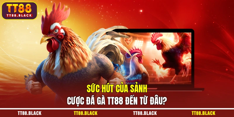 Sức hút của sảnh cược đá gà TT88 đến từ đâu